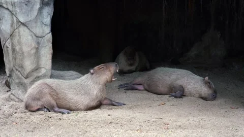 Capybara resting in cave . Stock Footage 246800348