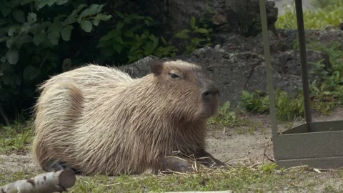 Capybara Resting in Close-Up with Soft Blurred Green Background Stock Footage 342573508