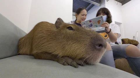 Capybara resting on a couch at Cafe Capybara in Tokyo (editorial) 動画素材 296025755