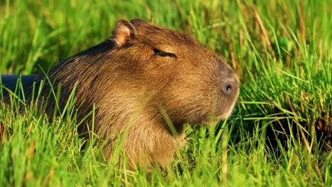 Capybara Resting in Grass Stock Footage 323139741