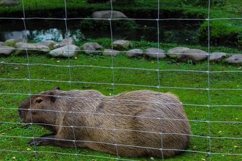Capybara resting on the grass 写真素材