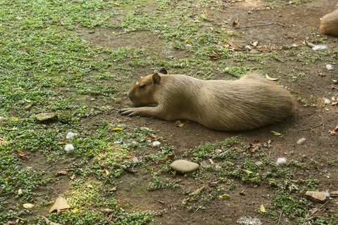 Capybara resting on the ground. Stock Photos