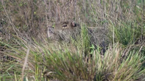 Capybara Resting Hidden Among Tall Grass in Wetland Habitat Stock Footage 341458776