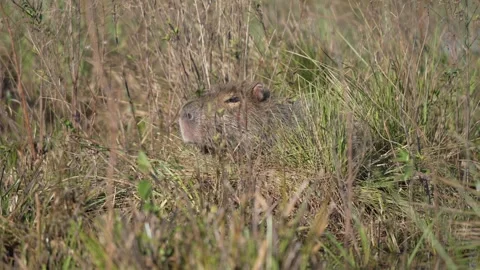 Capybara Resting Hidden in Tall Grass, Ibera Wetlands Argentina Vídeo Stock 341406610