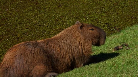 Capybara Resting on the Lawn Stock Footage 243941632