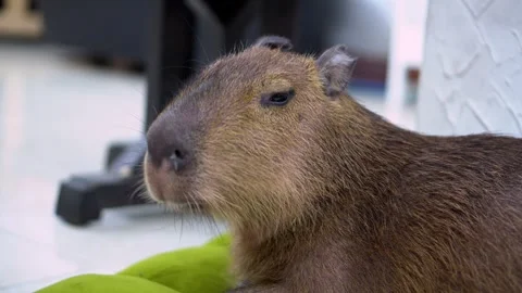 Capybara resting on a mat while being fed a green plant stem Stock Footage 340969063