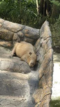 Capybara Resting Peacefully on Stone Ledge Stock-Fotos