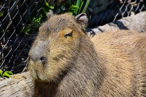 Capybara resting peacefully in the sun, showcasing its thick fur and serene.. Stock Photos