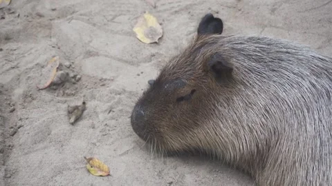 Capybara Resting on Sandy Ground Surrounded by Fallen Leaves Stock Footage 301244866