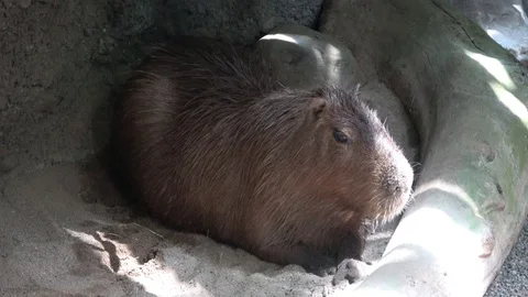Capybara resting in the shade Stock Footage 121187902