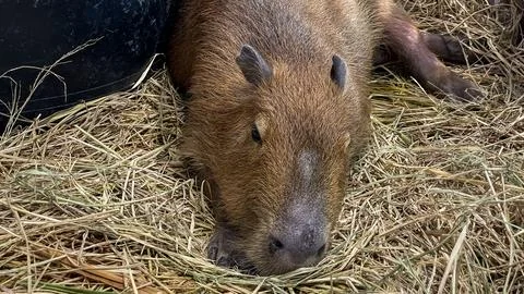 A capybara resting on straw Fotos de archivo