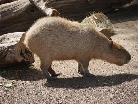 Capybara resting under the sun Stock Photos