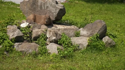 Capybara rests lying on rocks on a hot day in nature, in a zoo Stock Footage 312249245