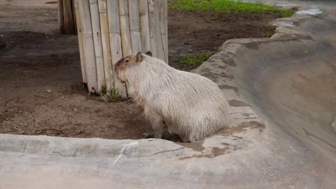 Capybara ronsoco Stock Footage 341321780