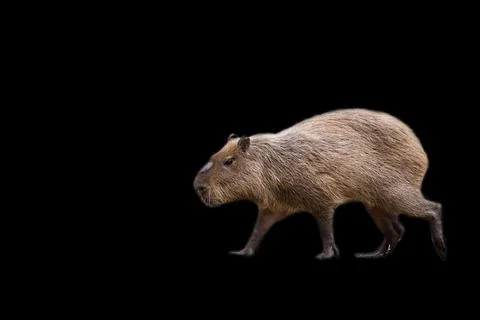 Capybara in the run on a black background Stock Photos