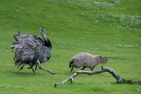 Capybara running from emu Stock Photos