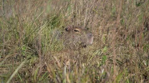 Capybara sits framed in brush on sunny open terrain Stock Footage 314243698