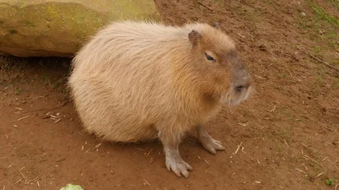 A capybara sits in the mud Stock Footage 122200124
