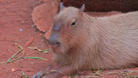 Capybara sitting Stock-Footage 264994840