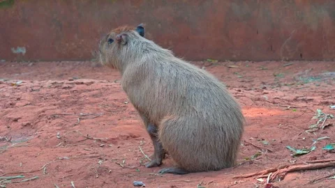 Capybara sitting Stock-Footage 264996034
