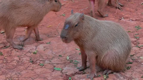 Capybara sitting 스톡 동영상 264996270