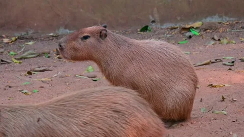 Capybara sitting 스톡 동영상 264996596