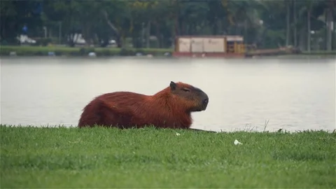 Capybara Sitting On The Grass Near A Small Lake Stock Footage 167744573