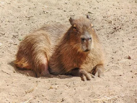 A capybara is sitting on the ground Фото