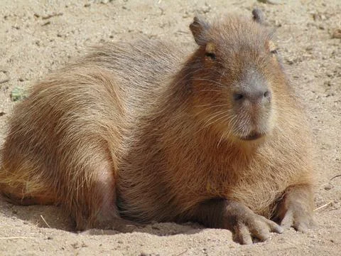 A capybara is sitting on the ground 库存照片