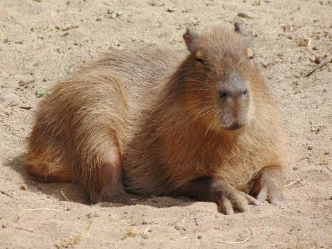 A capybara is sitting on the ground Photos