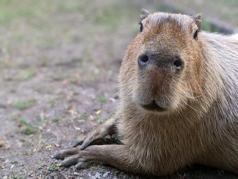Capybara sitting on ground, staring at camera with paws visible Stock Photos