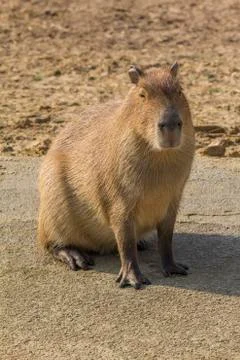 Capybara sitting portrait Stock Photos