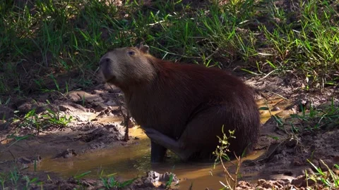 Capybara Sitting in a Puddle of Water Stock Footage 195737333