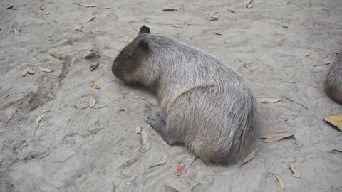 Capybara sitting quietly on sandy ground in natural habitat Stock Footage 301244844