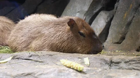 Capybara is sleeping and resting Video stock 235453998