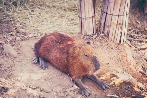 A Capybara sleeping on bare ground. Stock Photos