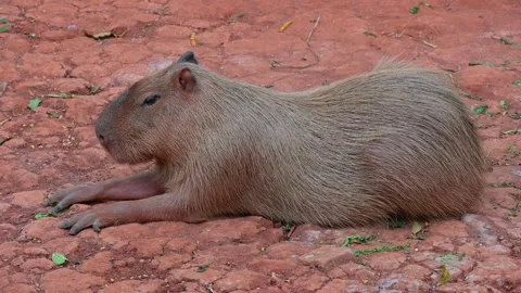 A capybara sleeps Stock-Footage 264994962