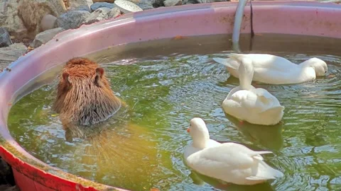 Capybara soaking in a water with call ducks. Stock Footage 305981698