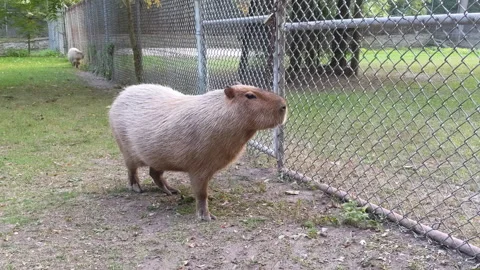 Capybara standing and another one in the distance. The capybara sits down. 動画素材 139949010