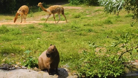 A Capybara standing Stock Footage 253257826