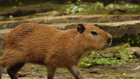 Capybara Standing on Land Stock Footage 323142907
