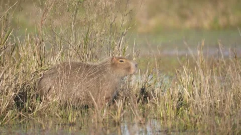 Capybara Standing in Marsh Grass in Wetland Habitat, Argentina Stock Footage 342001136