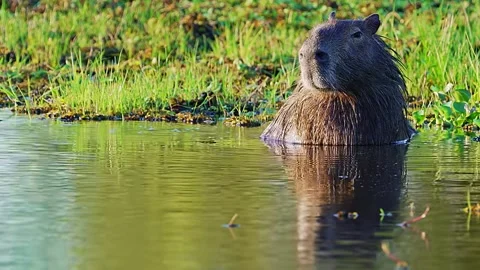  Capybara Standing in Water Stock Footage 323142977