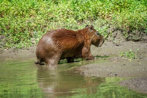 A capybara steps out of a puddle Stock Photos