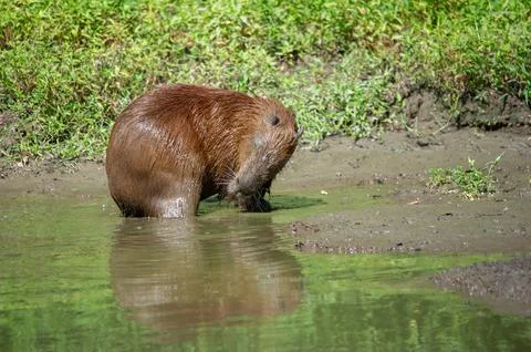 A capybara steps out of a puddle Foto stock