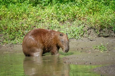 A capybara steps out of a puddle Foto stock