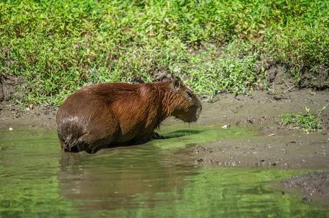 A capybara steps out of a puddle Stock Photos