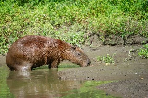 A capybara steps out of a puddle Stock Photos
