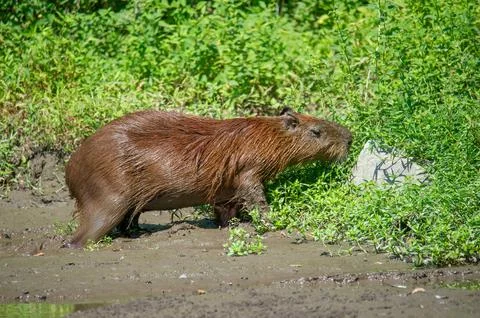 A capybara steps out of a puddle Stock Photos