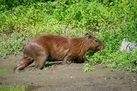 A capybara steps out of a puddle Stock Photos
